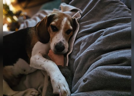 Karamell: wo soll ich denn hin? Notfall!