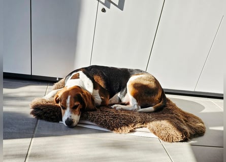 Karamell: wo soll ich denn hin? Notfall!