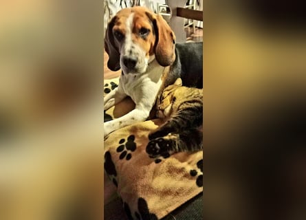 Karamell: wo soll ich denn hin? Notfall!