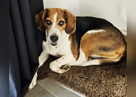 Karamell: wo soll ich denn hin? Notfall!