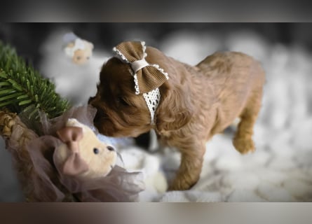F1-BEAGLIER und CAVAPOO-WELPEN aus Etischer Zucht mit FCI-reinrassigen Eltern!
