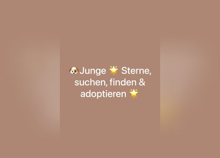 F1-BEAGLIER-WELPEN aus Etischer Zucht mit FCI-reinrassigen Eltern!