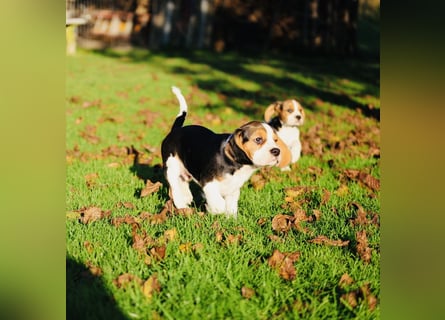 F1-BEAGLIER-WELPEN aus Etischer Zucht mit FCI-reinrassigen Eltern!