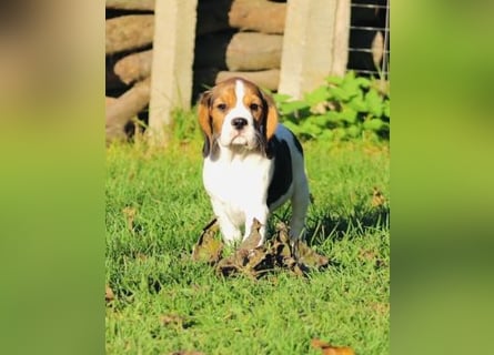 F1-BEAGLIER-WELPEN aus Etischer Zucht mit FCI-reinrassigen Eltern!