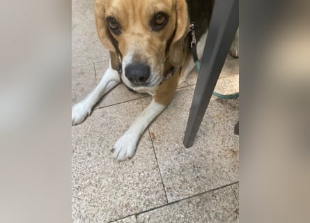 Liebe Beagle Lola sucht liebe (gerne auch ältere) Menschen