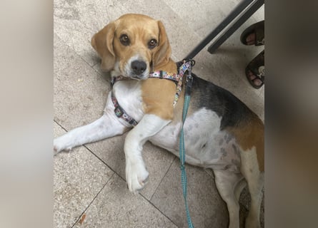 Liebe Beagle Lola sucht liebe (gerne auch ältere) Menschen