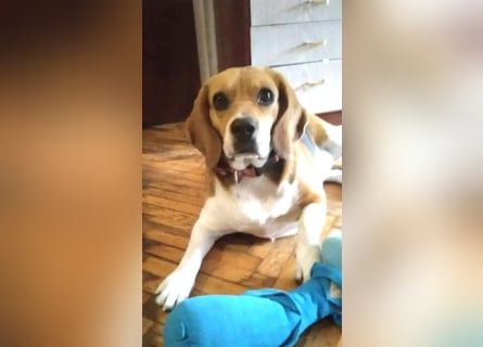 Liebe Beagle Lola sucht liebe (gerne auch ältere) Menschen