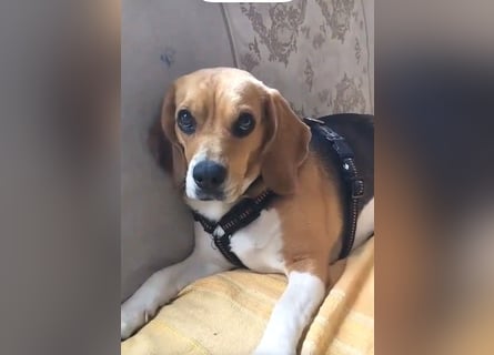 Liebe Beagle Lola sucht liebe (gerne auch ältere) Menschen