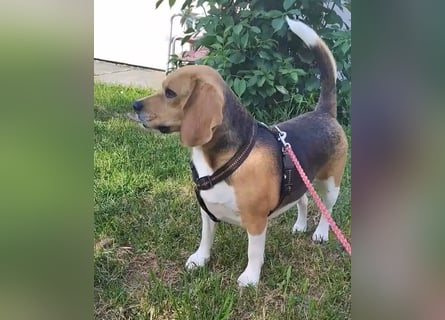 Liebe Beagle Lola sucht liebe (gerne auch ältere) Menschen