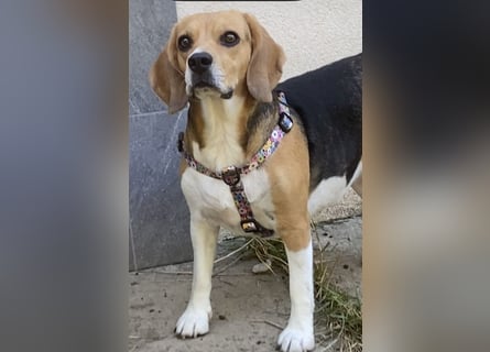 Liebe Beagle Lola sucht liebe (gerne auch ältere) Menschen