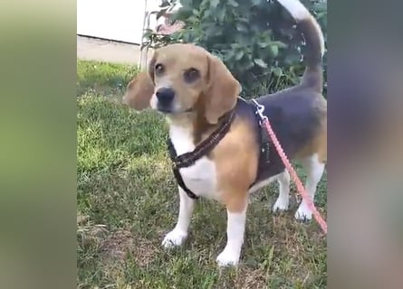 Liebe Beagle Lola sucht liebe (gerne auch ältere) Menschen