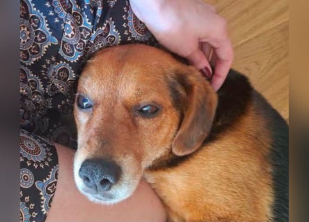 ❤️❤️❤️ treue Hundeseele ROCKY - 10 Jahre, 39cm/10kg - Beagle-Mix