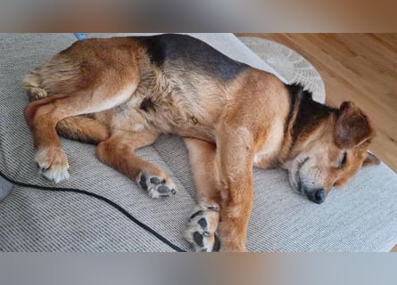 ❤️❤️❤️ treue Hundeseele ROCKY - 10 Jahre, 39cm/10kg - Beagle-Mix