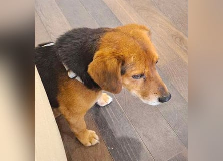 ❤️❤️❤️ treue Hundeseele ROCKY - 10 Jahre, 39cm/10kg - Beagle-Mix