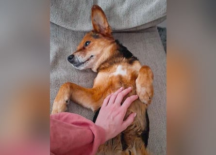 ❤️❤️❤️ treue Hundeseele ROCKY - 10 Jahre, 39cm/10kg - Beagle-Mix