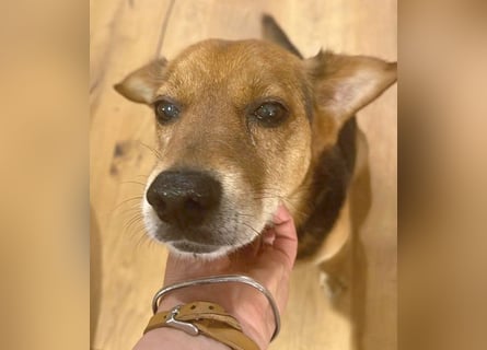 ❤️❤️❤️ treue Hundeseele ROCKY - 10 Jahre, 39cm/10kg - Beagle-Mix