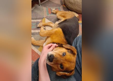 ❤️❤️❤️ treue Hundeseele ROCKY - 10 Jahre, 39cm/10kg - Beagle-Mix