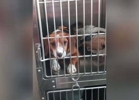 Macchia: ideal für die Familie