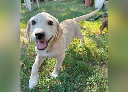 BAMBI - zum Verlieben - 5 Monate, sp. 44-48m - kl. Beagle-Mix