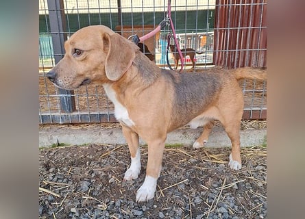 ❤️❤️❤️ liebenswerter Beagle-Bub VANDOR - 5,5 Jahre, 44cm/14kg - Beagle-Mix