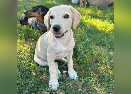 BAMBI - zum Verlieben - 5 Monate, sp. 44-48m - kl. Beagle-Mix