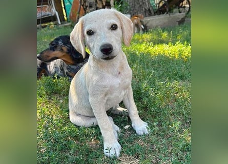 BAMBI - zum Verlieben - 5 Monate, sp. 44-48m - kl. Beagle-Mix