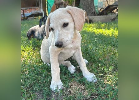 BAMBI - zum Verlieben - 5 Monate, sp. 44-48m - kl. Beagle-Mix