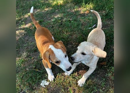 TOBY - Engel auf 4 Pfoten - 5 Monate, sp. 47/50cm - Beagle-Labrador-Mix