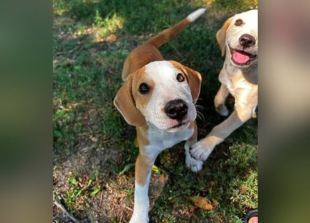 TOBY - Engel auf 4 Pfoten - 5 Monate, sp. 47/50cm - Beagle-Labrador-Mix