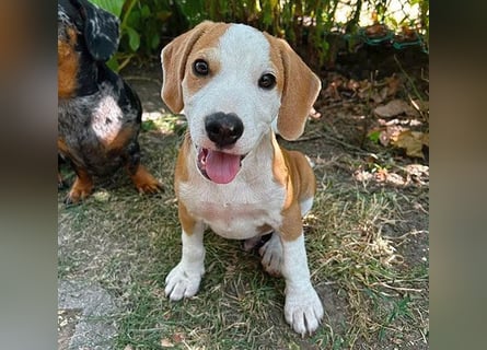 TOBY - Engel auf 4 Pfoten - 5 Monate, sp. 47/50cm - Beagle-Labrador-Mix