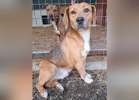 ❤️❤️❤️ liebenswerter Beagle-Bub VANDOR - 5,5 Jahre, 44cm/14kg - Beagle-Mix