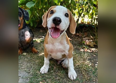 TOBY - Engel auf 4 Pfoten - 5 Monate, sp. 47/50cm - Beagle-Labrador-Mix