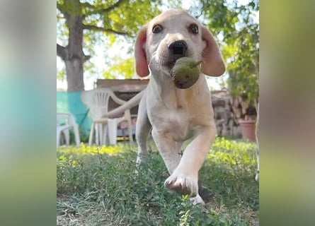 BAMBI - zum Verlieben - 5 Monate, sp. 44-48m - kl. Beagle-Mix