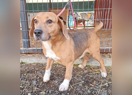 ❤️❤️❤️ liebenswerter Beagle-Bub VANDOR - 5,5 Jahre, 44cm/14kg - Beagle-Mix