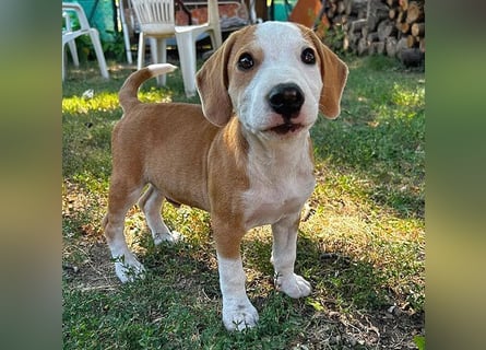 TOBY - Engel auf 4 Pfoten - 5 Monate, sp. 47/50cm - Beagle-Labrador-Mix
