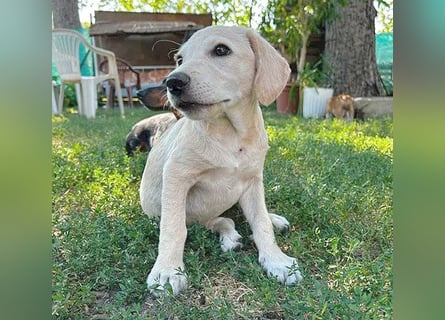 BAMBI - zum Verlieben - 5 Monate, sp. 44-48m - kl. Beagle-Mix