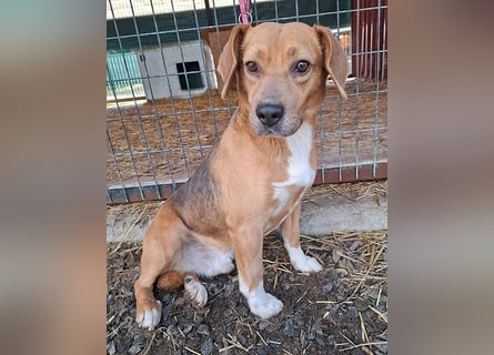 ❤️❤️❤️ liebenswerter Beagle-Bub VANDOR - 5,5 Jahre, 44cm/14kg - Beagle-Mix