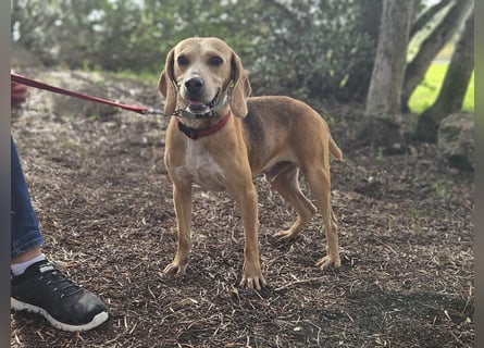 Bobo: gemütlicher Beagle-Mix