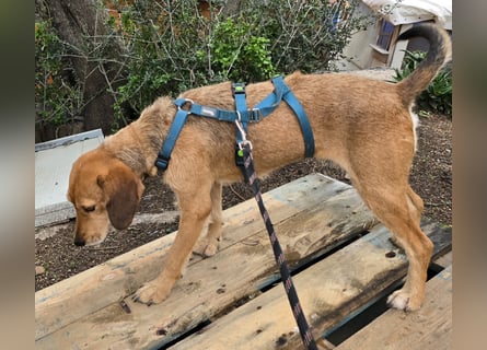 Bobo: gemütlicher Beagle-Mix
