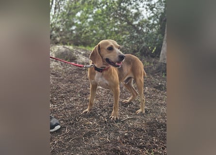 Bobo: gemütlicher Beagle-Mix
