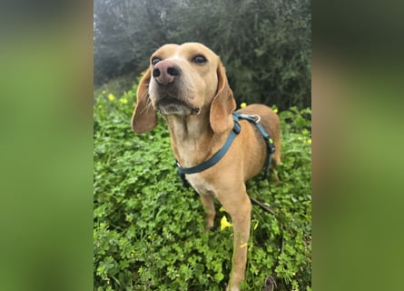 Bobo: gemütlicher Beagle-Mix