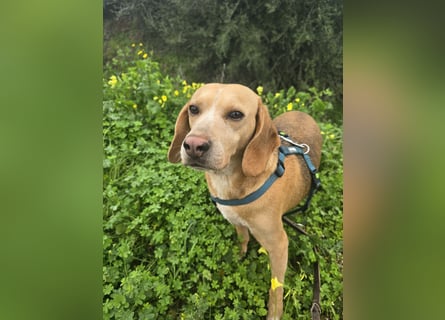 Bobo: gemütlicher Beagle-Mix