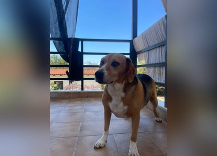 Verschmuster Beagle-Mischling Yannis