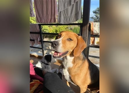Verschmuster Beagle-Mischling Yannis