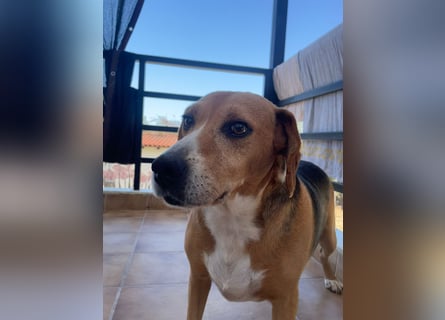 Verschmuster Beagle-Mischling Yannis