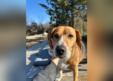 Verschmuster Beagle-Mischling Yannis
