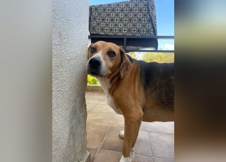 Verschmuster Beagle-Mischling Yannis