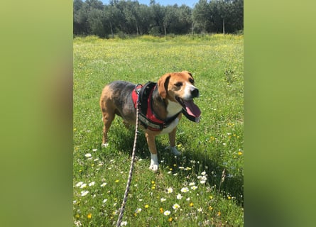 Verschmuster Beagle-Mischling Yannis