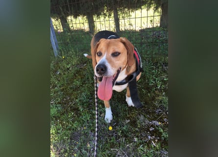 Verschmuster Beagle-Mischling Yannis