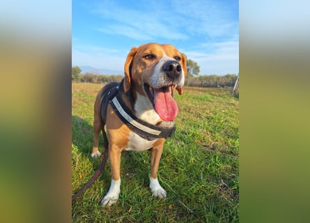 Verschmuster Beagle-Mischling Yannis
